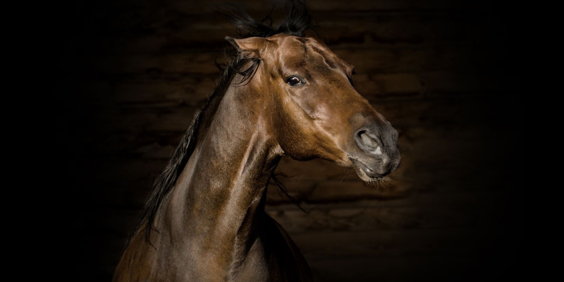 Brunstiga ston och hingstiga valacker