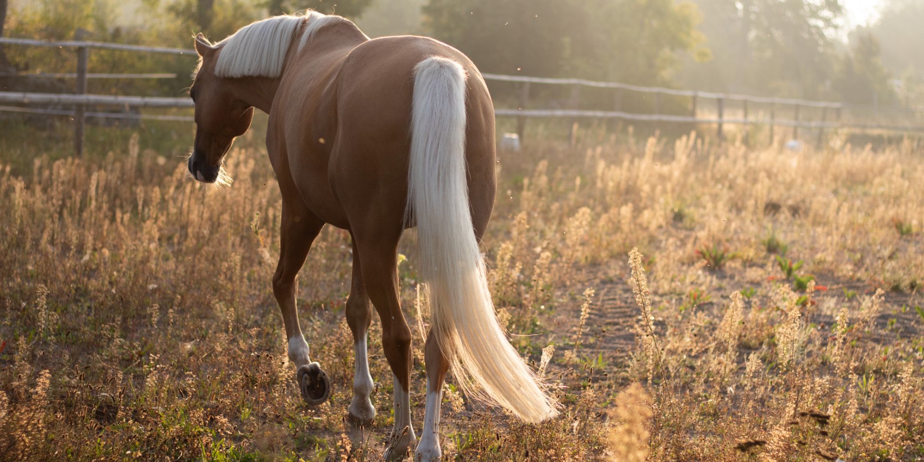 Hormonella störningar hos hästar