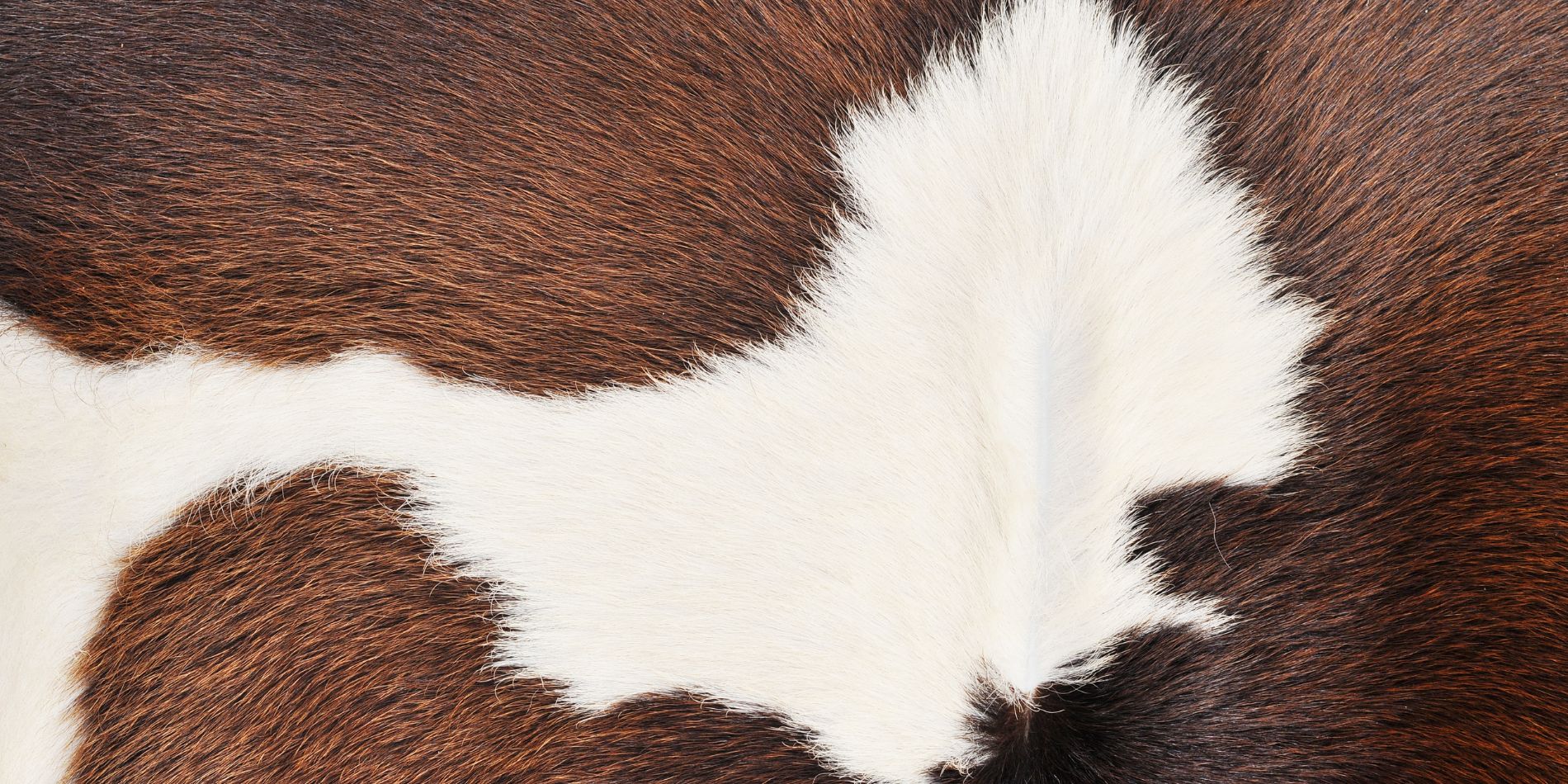 Sant eller falskt - pälsfällning