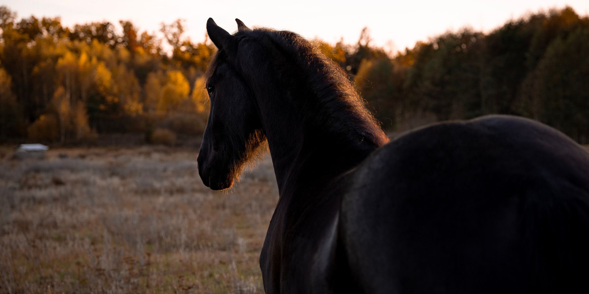 Svarar på kunders frågor - Varför är min häst inte svart?