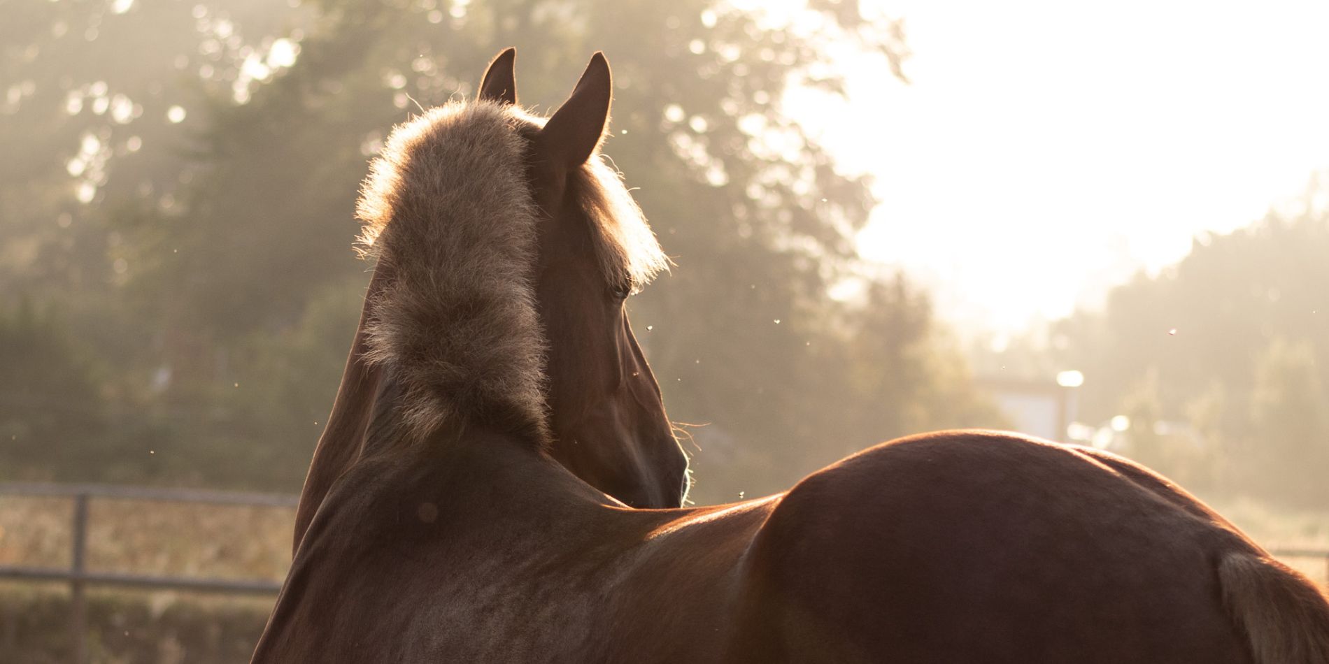 Vilka naturliga källor till vitaminer finns för hästar?