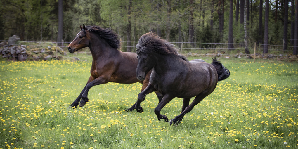 5 sommartips för din häst