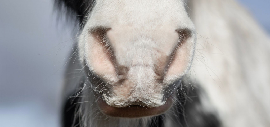 Hur mash kan hjälpa hästen att hantera och lindra matsmältningsproblem