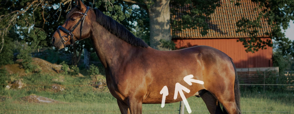Förebyggande av magsår hos hästar