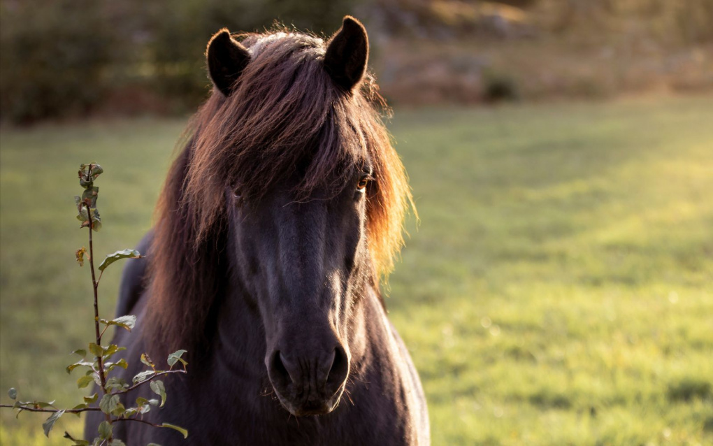 Fördelarna med Prebiotika för hästens mag- och tarmhälsa