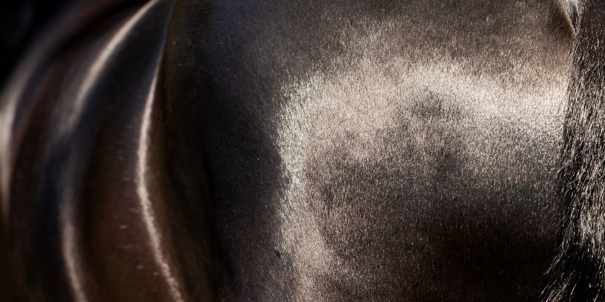 Kolik hos häst – symtom, orsaker och när du ska kontakta veterinär